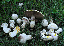 2011-10-13 Agaricus xanthodermus Genev 181971.jpg