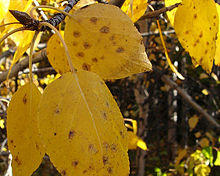 Alaskan Paper Birch.jpg
