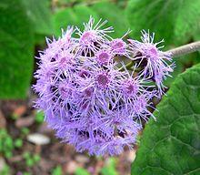 Bartlettina sordida 4.jpg