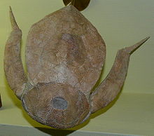 Bothriolepis panderi.jpg