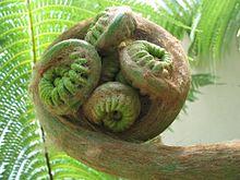 Closeup of very large fern frond.jpg