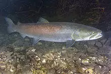 Danube Salmon - Huchen (Hucho hucho).jpg