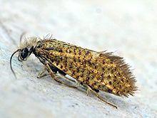 Eriocrania semipurpurella01.jpg