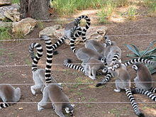 Lemur catta.jpg