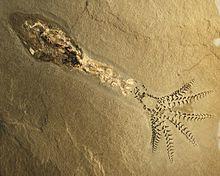 Phragmoteuthis conocauda.JPG