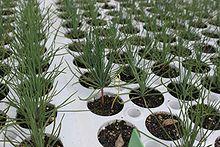 Sonderegger pine seedling.jpg