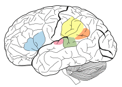Brain Surface Gyri.SVG