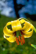 Lil carniolicum subsp ponticum 01EB Tuerkei Ikizdere 02 07 93.jpg