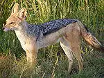 Black Backed Jackal Masaai Mara April 2008.JPG