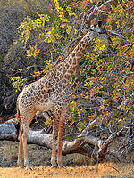 Giraffa camelopardalis thornicrofti.jpg
