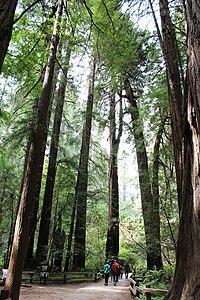 Muir Woods National Monument 28.jpg