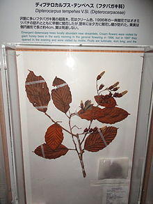 Dipterocarpus tempehes - Kyoto University Museum - DSC06464.JPG