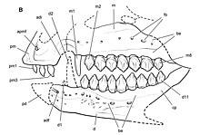 Reconstruction of the skull of Echinodon