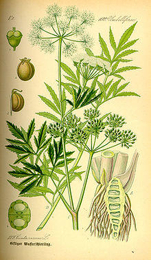 Illustration Cicuta virosa0.jpg