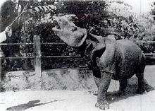 Javan Rhino 1900.jpg