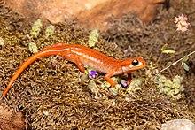 K. Kalaentzis - Lyciasalamandra luschani.jpg