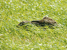 Photograph of a hare crouching in a hollow