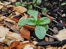 Mache in garden.jpg