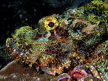 Scorpionfish Nick Hobgood.jpg