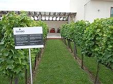 Shabo 09.JPG