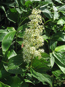 Tripterygium regelii 1.JPG