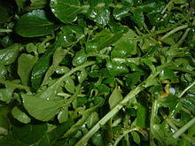 Watercress (2).JPG