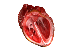 CG Heart.gif