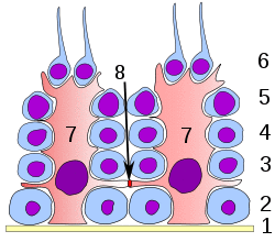 Germinal epithelium testicle.svg