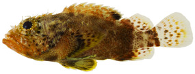 Scorpaenodes caribbaeus - pone.0010676.g044.png