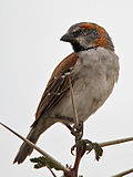 Passer rufocinctus -Ol Pejeta Conservancy, Kenya-8.jpg