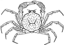 Amarinus lacustris.png