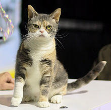 American Wirehair - CFF cat show Heinola 2008-05-04 IMG 8721.JPG