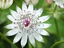 Closeup of Astrantia Major flower.jpg