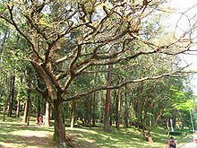 Copaicaaclimacao.JPG