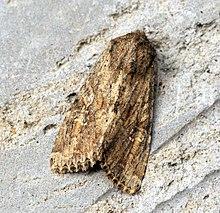 Large Nutmeg - Flickr - Bennyboymothman.jpg