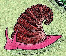 Latouchella costata.JPG