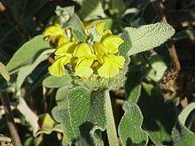 Phlomis0 KS.jpg