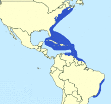 Scomberomorus regalis range.png