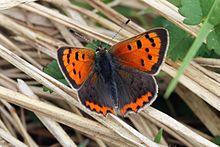 Small copper (Lycaena phlaeas eleus) 2.jpg