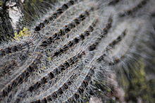 Thaumetopoea processionea, closeup.JPG