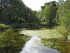 Basingstoke Canal near Brookwood - geograph.org.uk - 277509.jpg