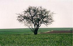Ein HaShlosha's wheat field.