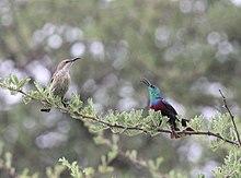 Cinnyris shelleyi shelleyi, Caprivi, Birding Weto Tours, a.jpg