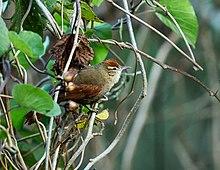 Cranioleuca antisiensis antisiensis - Line-cheeked Spinetail.jpg