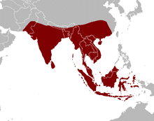 Distmap pangasiidae.png