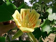 Liriodendron tulipifera12.jpg