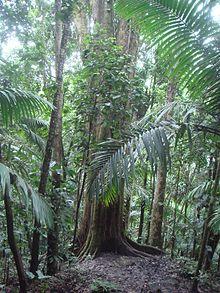 Manilkara bidentata 1.JPG