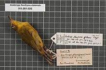 Naturalis Biodiversity Center - RMNH.AVES.133433 1 - Zosterops flavifrons efatensis Mayr, 1937 - Zosteropidae - bird skin specimen.jpeg