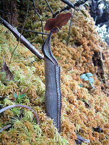 Nepentheslingulata4.jpg