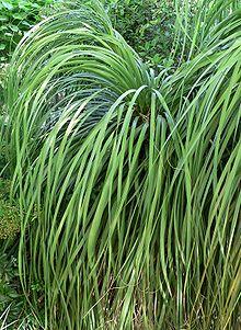 Nolina bigelovii.jpg